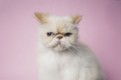 Portrait of white cat against wall