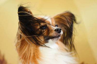 Close-up of dog looking away