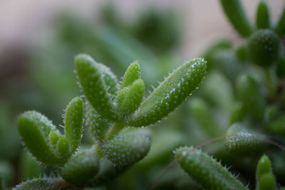 Close up of plant