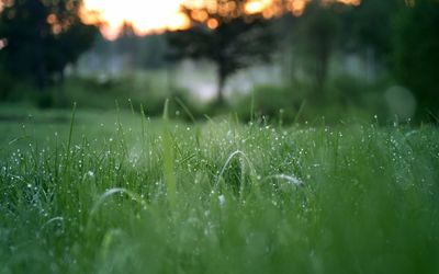 Close-up of water drops on grass