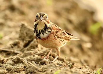 Close-up of a bird perching on a land