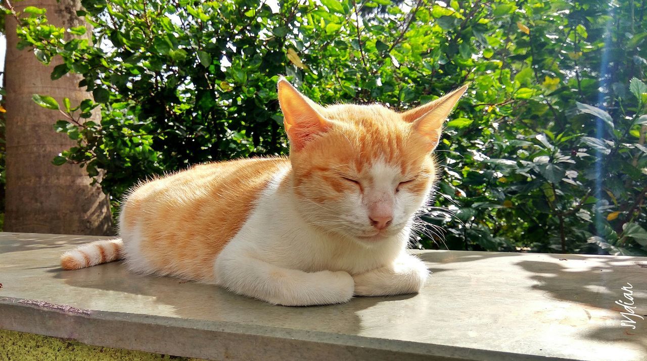 CLOSE-UP OF CAT RESTING ON GRASS