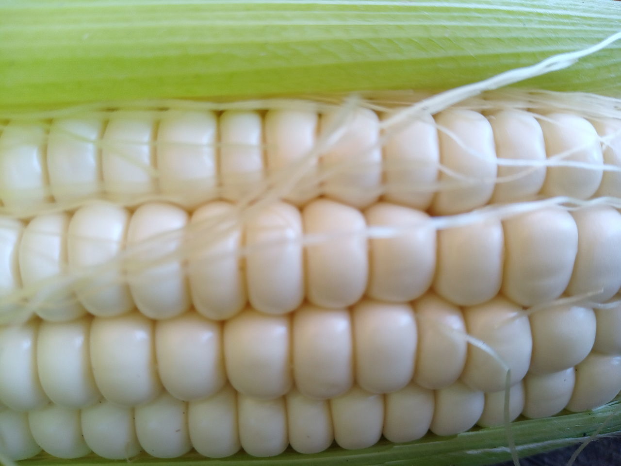 CLOSE-UP OF SNAKE ON WHITE