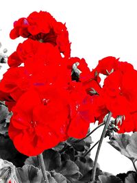 Close-up of red flowers