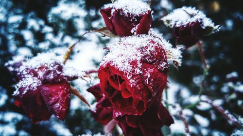 Close-up of snowed roses