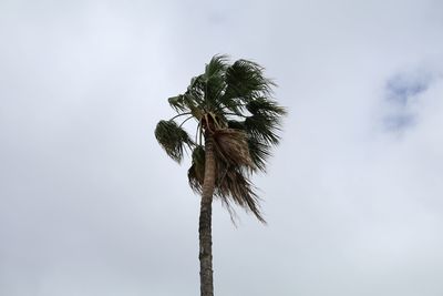 Low angle view of trees against sky