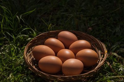 High angle view of eggs in container on field