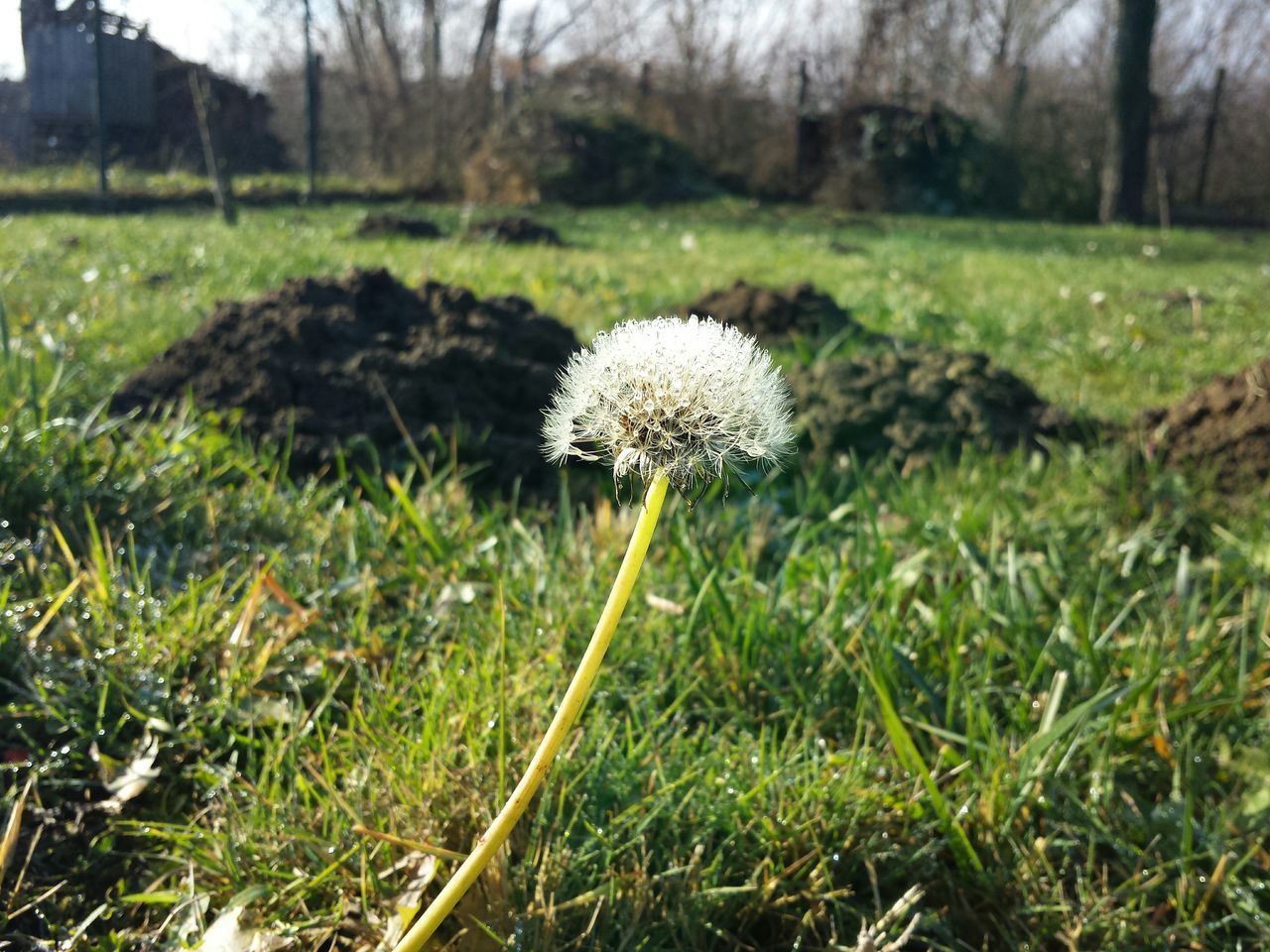 flower, dandelion, growth, fragility, freshness, field, flower head, grass, beauty in nature, nature, white color, wildflower, focus on foreground, stem, plant, single flower, uncultivated, blooming, in bloom, close-up