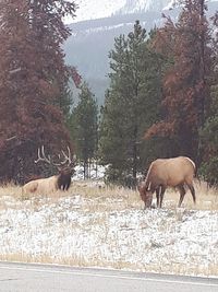 Deer in a forest