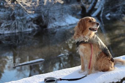 Close-up of dog sitting on snow