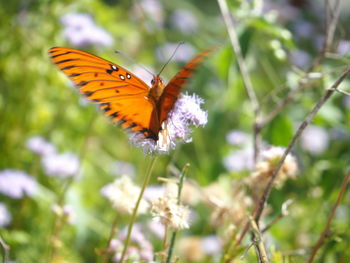 Close-up of butterfly pollinating on flower