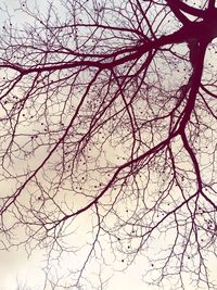 Low angle view of bare trees against sky