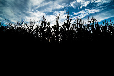 Silhouette plants on field against sky