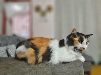 Cat looking away while sitting on sofa at home