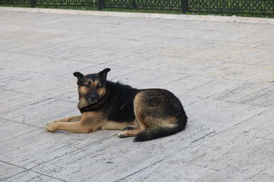 High angle view of dog sitting on footpath