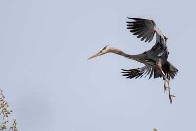 Low angle view of bird flying