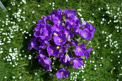 Close-up of purple flowering plants