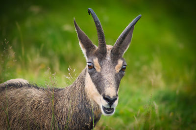 Close-up of deer on field