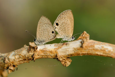 Close-up of butterfly on branch