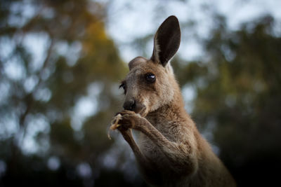 Close-up of an kangaroo looking away