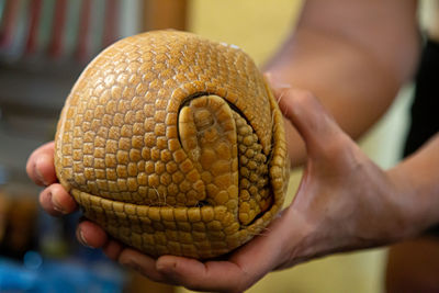 A three ringed armadillo fits together perfectly when rolled into a tight ball.