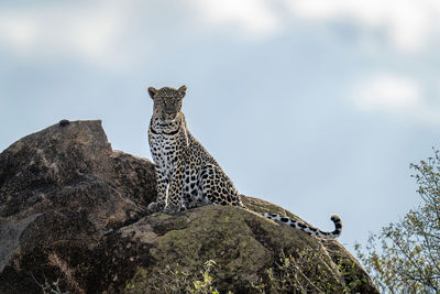 Leopard sits on sunlit rock facing camera