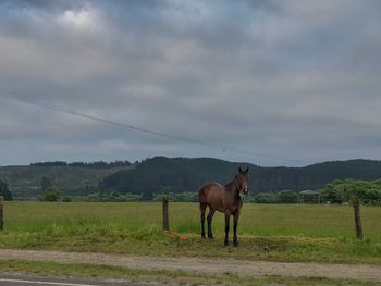 Horses in a field