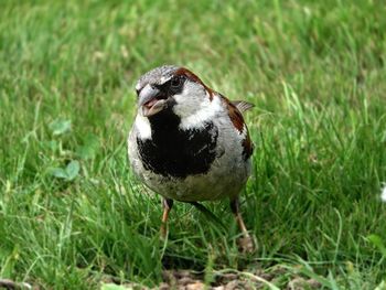 Close-up of a bird on grass