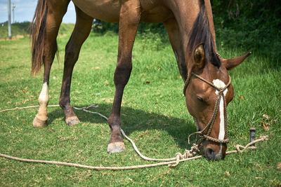 View of a horse on field