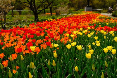 View of flowering plants in park