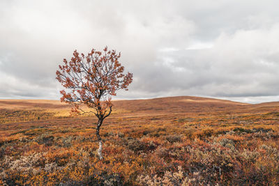 Tree on field against sky