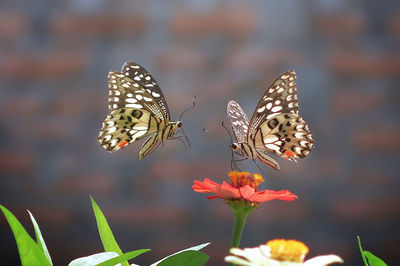 Close-up of butterflies pollinating on pink flower