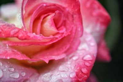 Close-up of wet pink rose