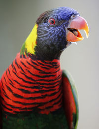 Close-up of parrot