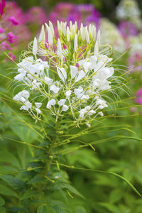 Close-up of purple flowers blooming outdoors