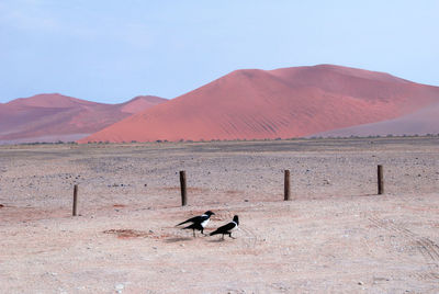 Bird on desert against mountain