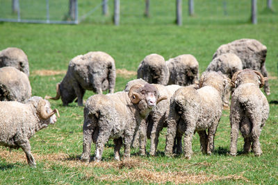 Sheep in a field