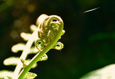 Close-up of plant