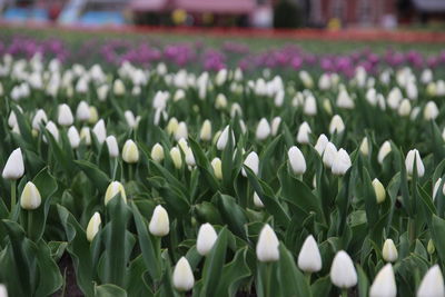 Close-up of white flowering plants on field