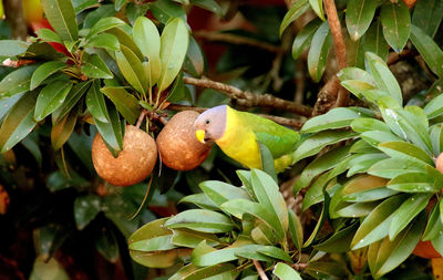 Close-up of fruits growing on tree