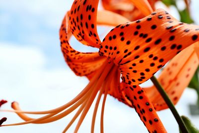 Close-up of dotted orange flower