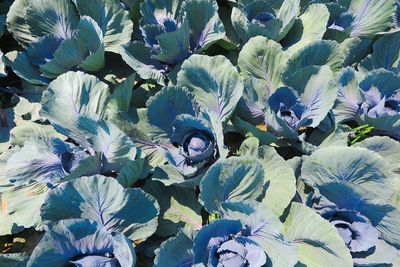 High angle view of purple flowering plant