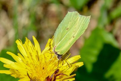 Close-up of insect on yellow flower