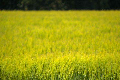 Crops growing on field