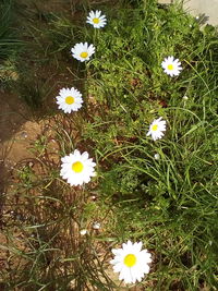 High angle view of flowers growing outdoors