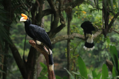 Bird perching on a tree
