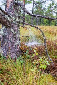 Plants growing on land in forest