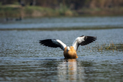 Bird flying over lake