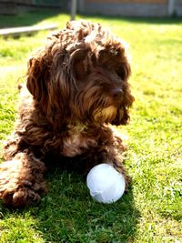 Dog sitting on grass