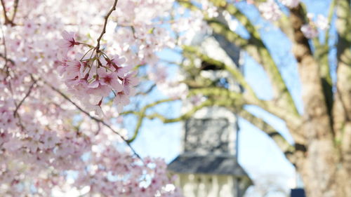 Low angle view of pink cherry blossom tree